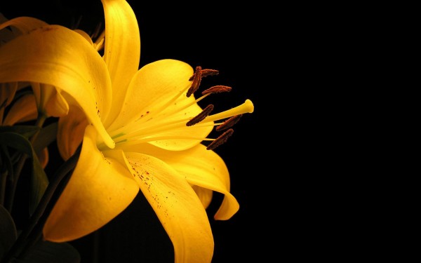 Yellow Easter Lily Widescreen Wallpaper Wide