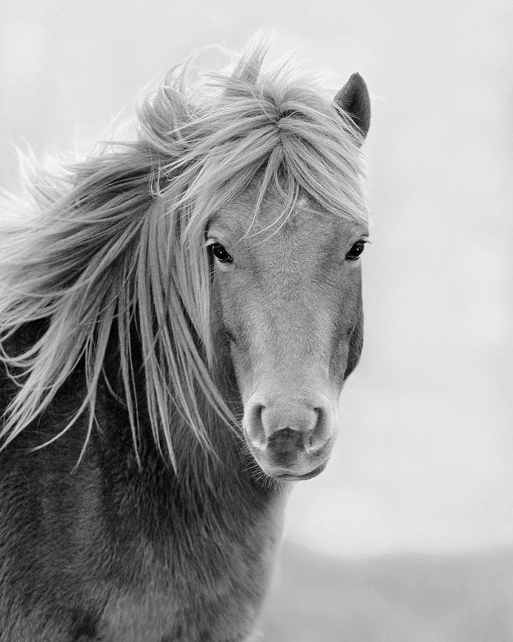 Image For Black And White Photographs Of Horses