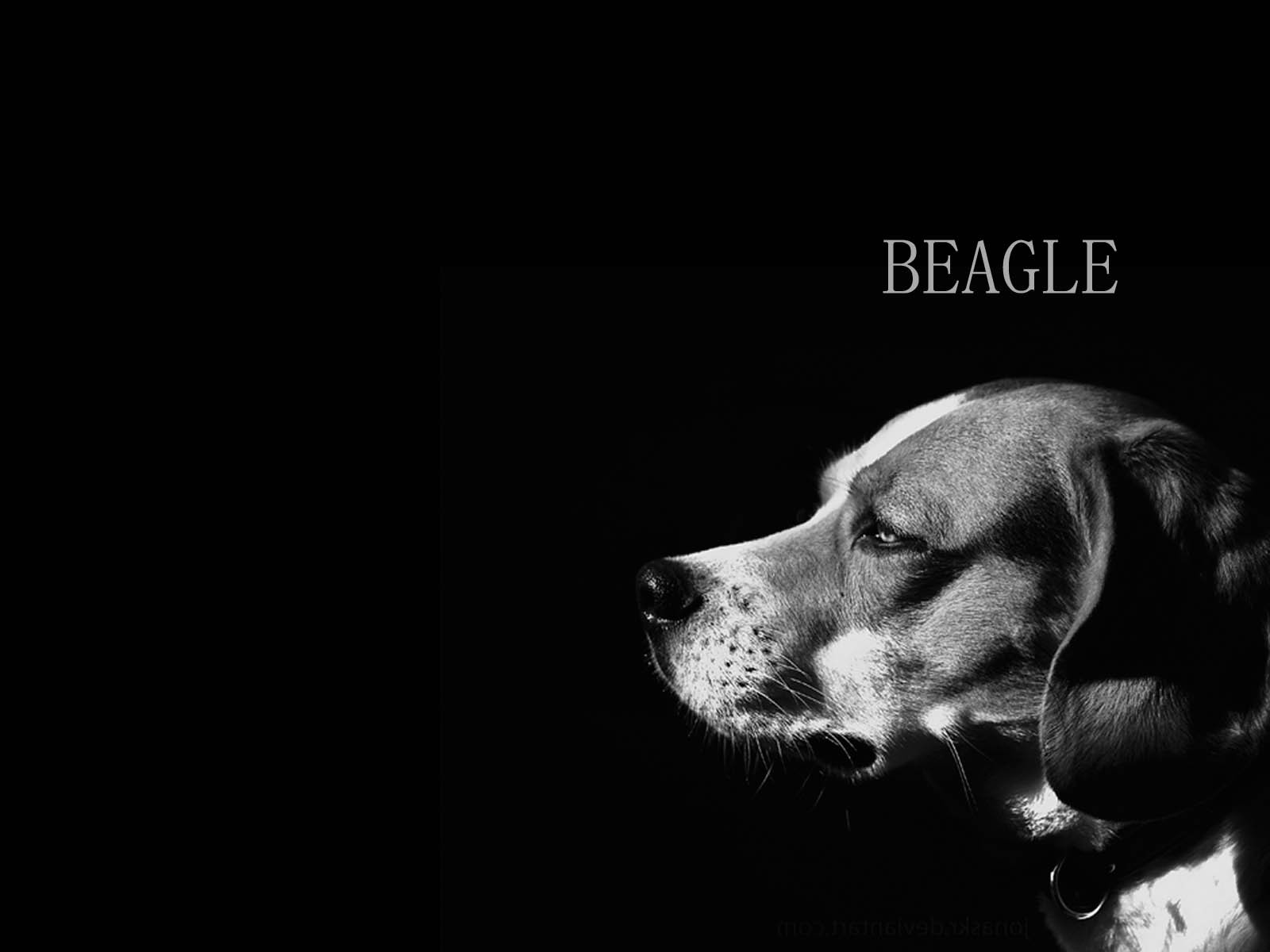 Beagle Dog Black And White Picture Wallpaper Image