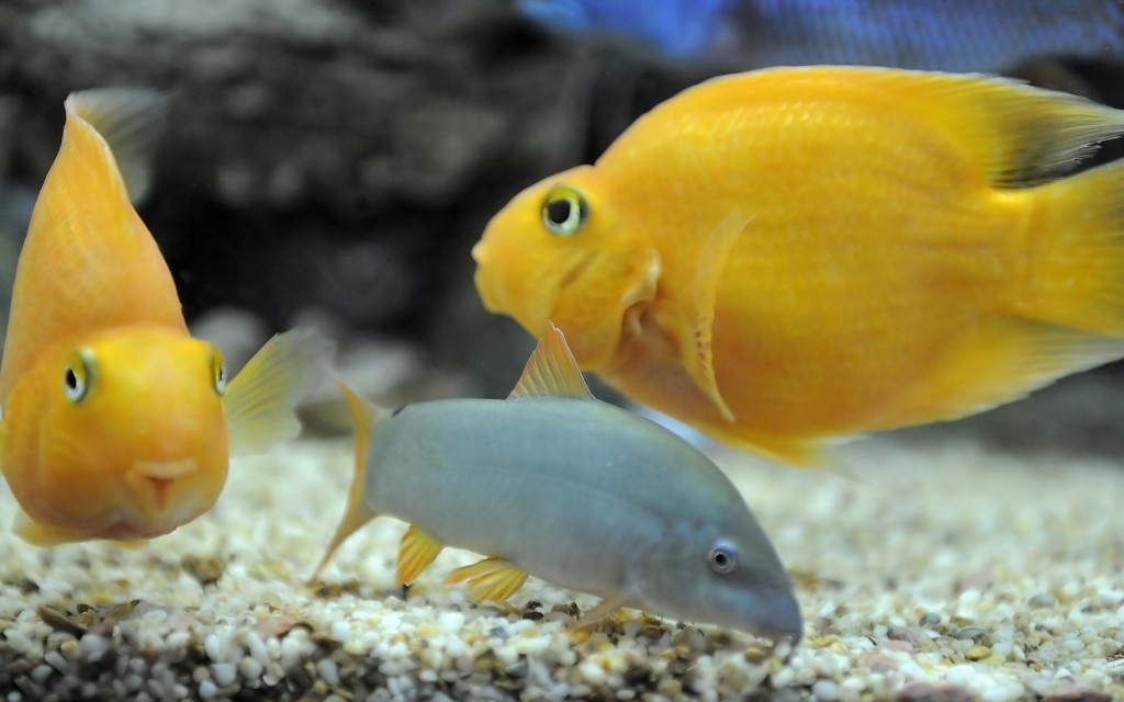 Cichlid Freshwater Aquarium Fish Desktop Wallpaper
