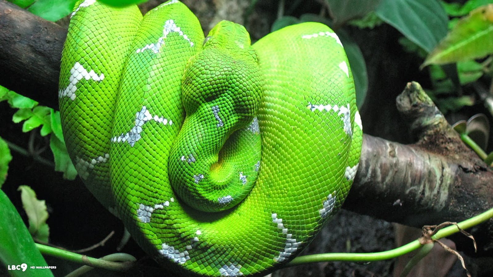 Emerald Tree Boa Snake HD Wallpaper