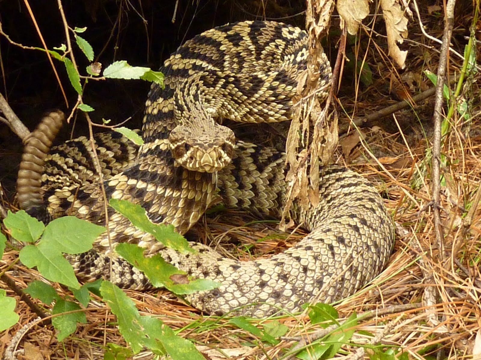 Eastern Diamondback Rattlesnake HD Wallpaper Background