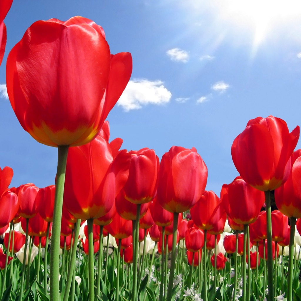 Red Tulips Plantation Spring Wallpaper For iPad