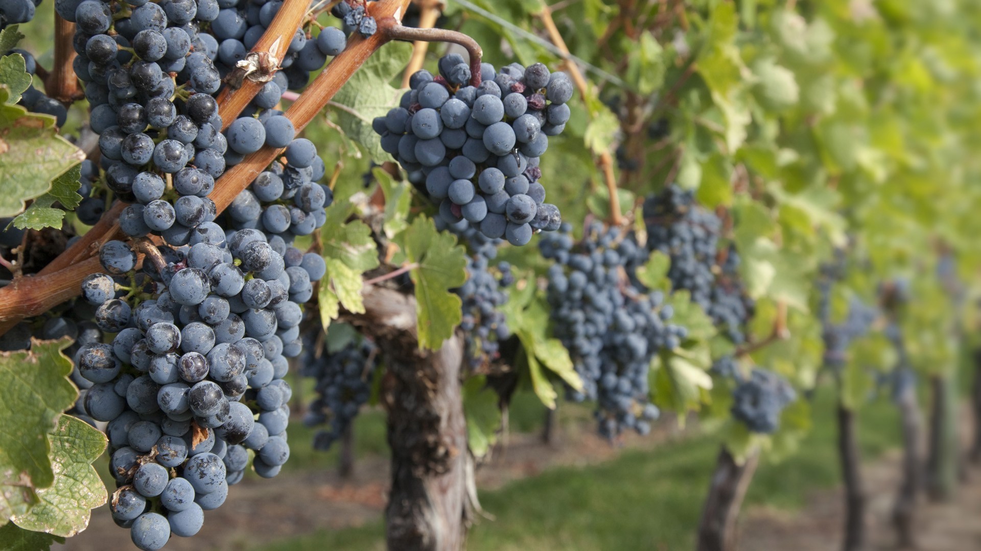 Grape Wallpaper