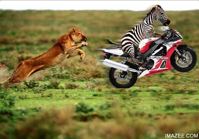 Animals Love Photos Crazy And Funny Animal Wallpaper