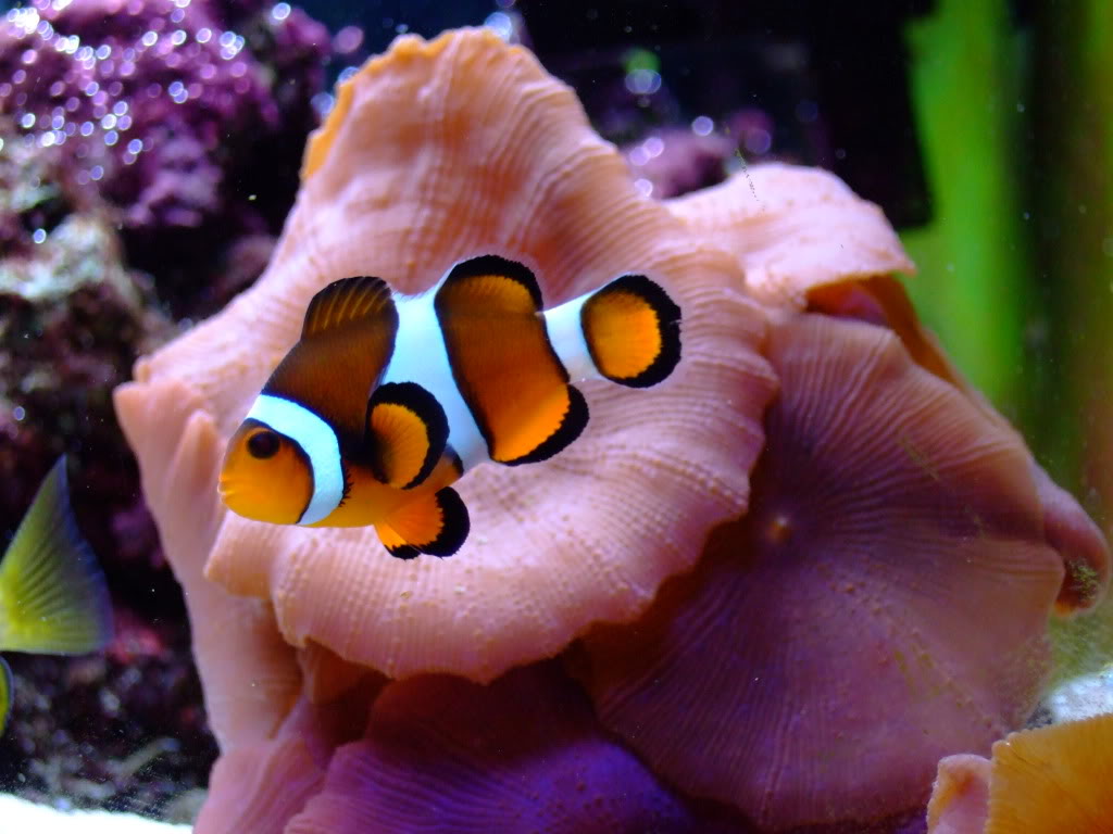 Clown Fish Wallpaper Fun Animals Wiki Videos Pictures Stories