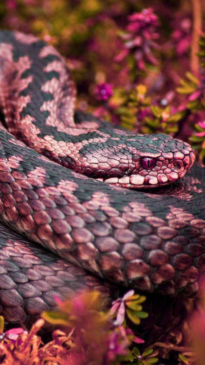 Pink Snake By Georgekev Wallpaper Pet