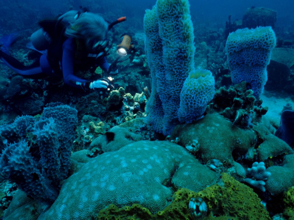 Dominica Island Caribbean Sea Diver In Coral Garden Photo Of The