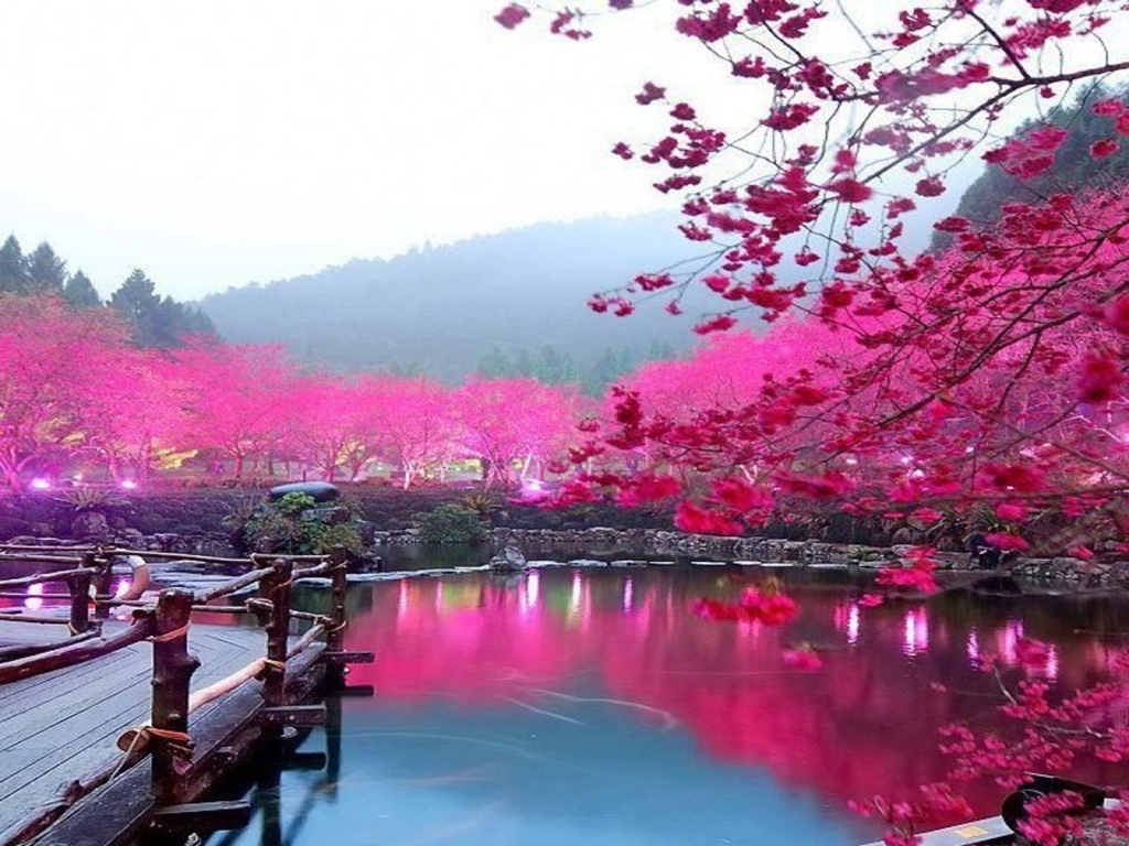 Cherry Blossom Lake Wallpaper