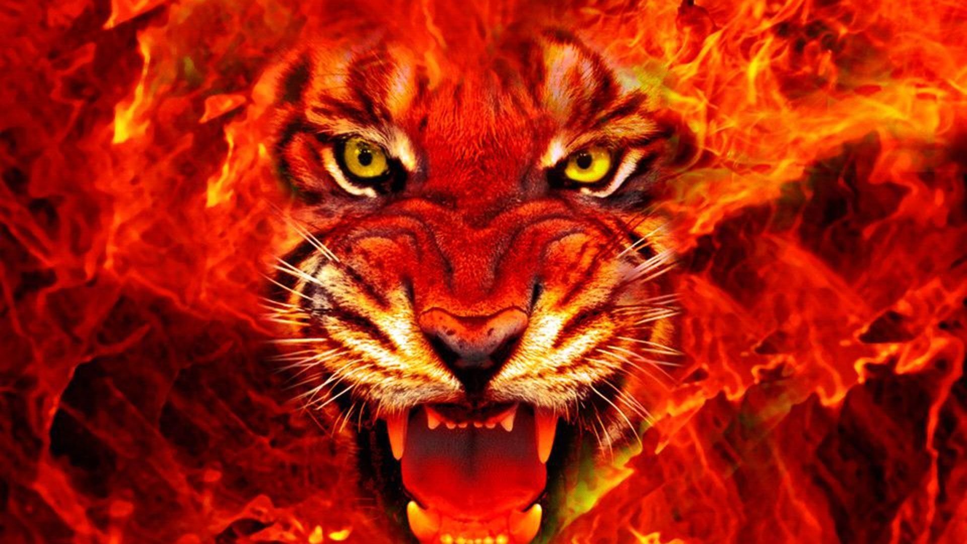 Flaming Tiger HD Wallpaper Background Image Id