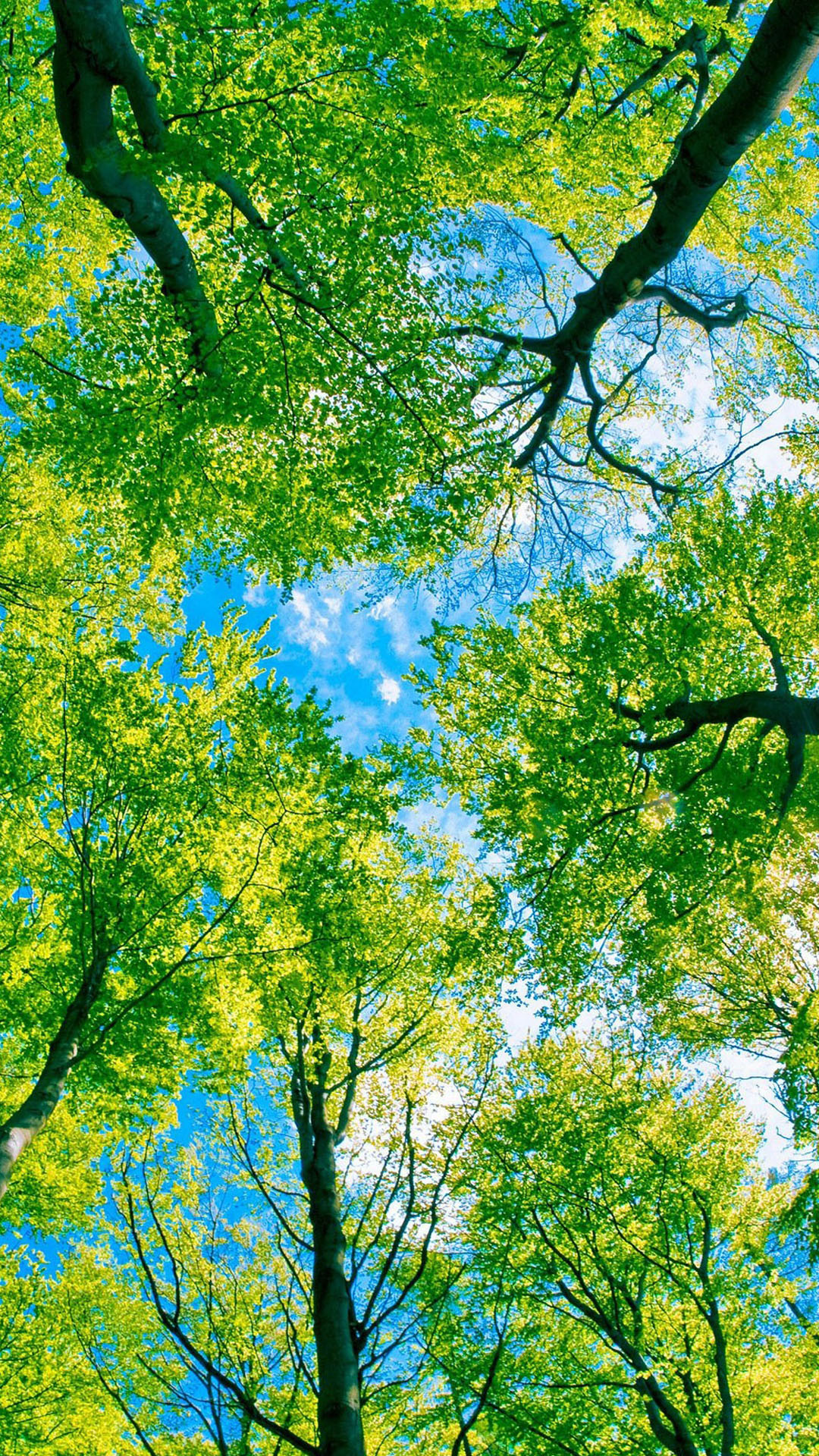 Looking Up At Green Trees Android Wallpaper