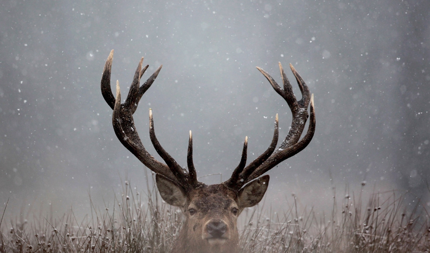 Wallpaper Winter Deer