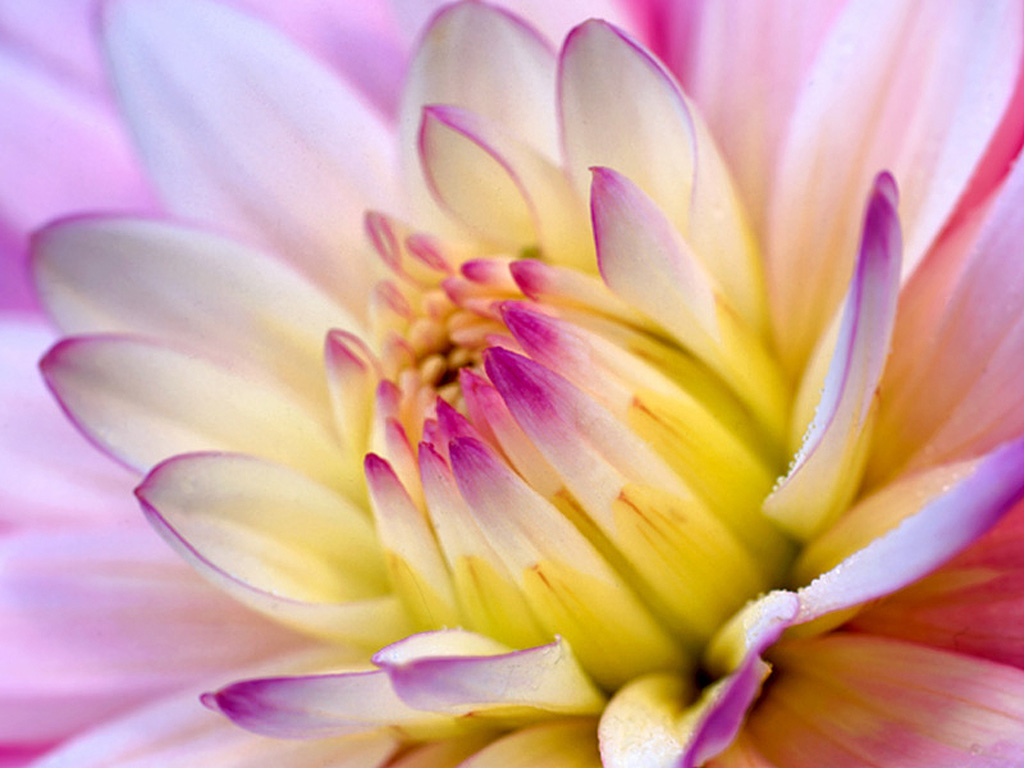 Beautiful Flower Wallpaper For Desktop HD In Flowers