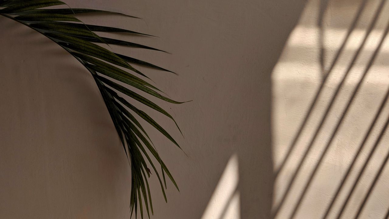 Wallpaper Palm Tree Leaves Wall Minimalism Aesthetics HD Picture