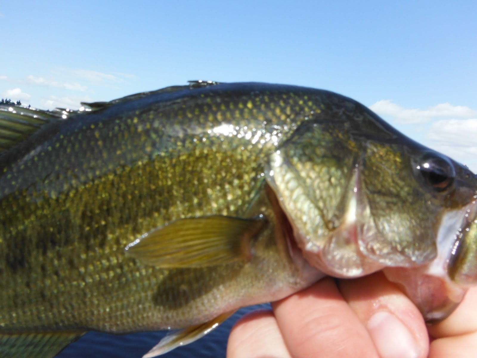 Go Back Pics For Largemouth Bass Jumping Wallpaper