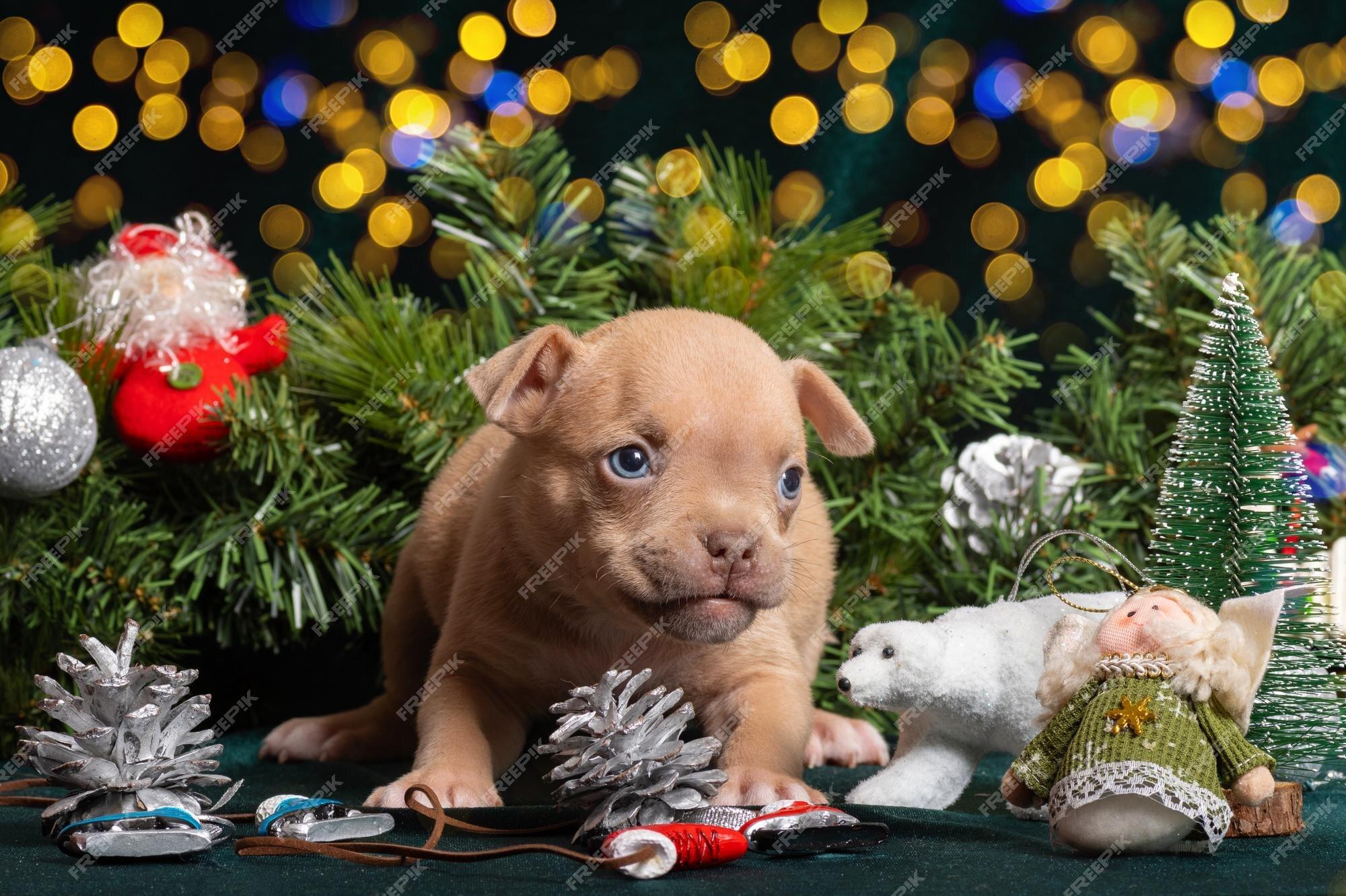 Premium Photo Little Cute American Bully Puppy Next To A