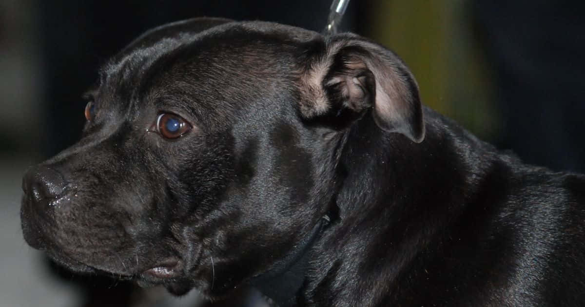 Black Pitbull Wallpaper