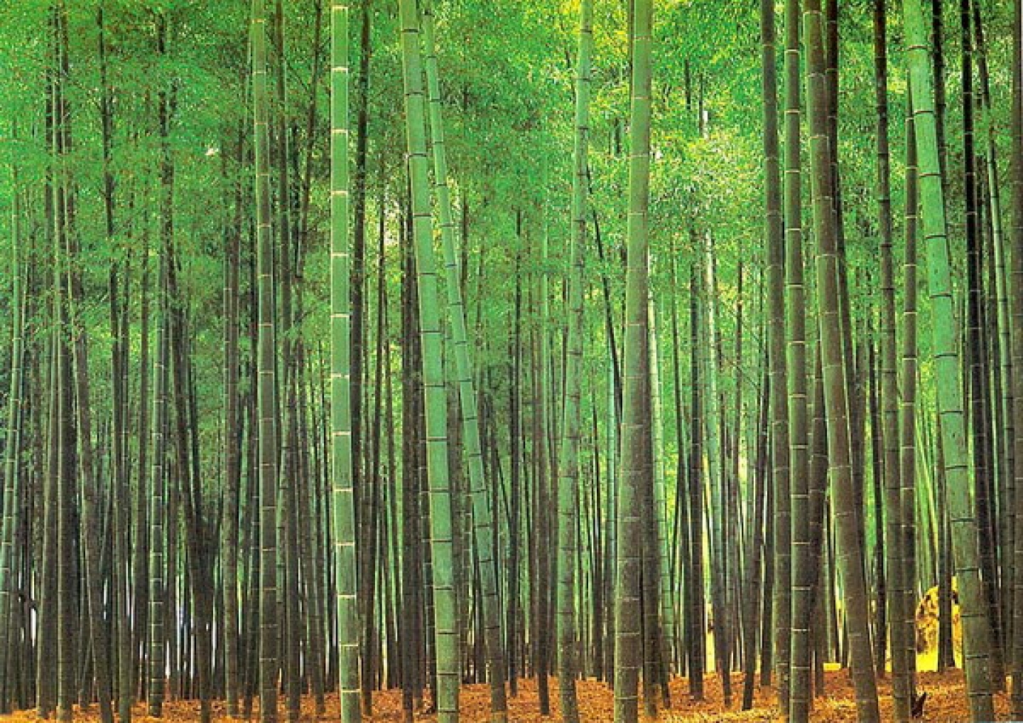 Bamboo Forest Wallpaper Pictures