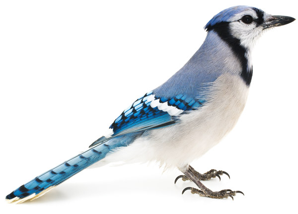 Pictures Animals Blue Jay Bird Picture iPad iPhone HD Wallpaper