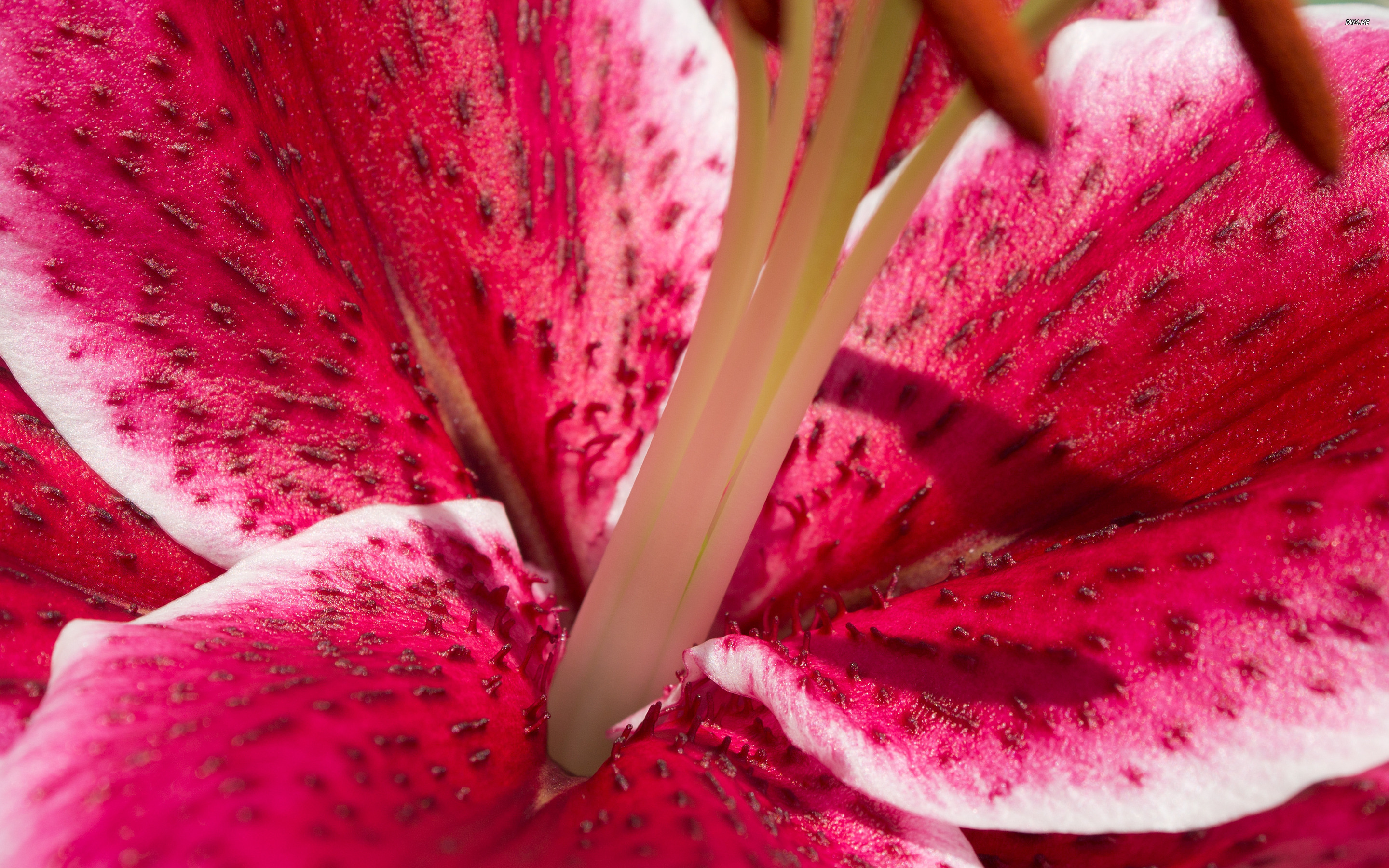 Stargazer Lily Wallpaper Flower