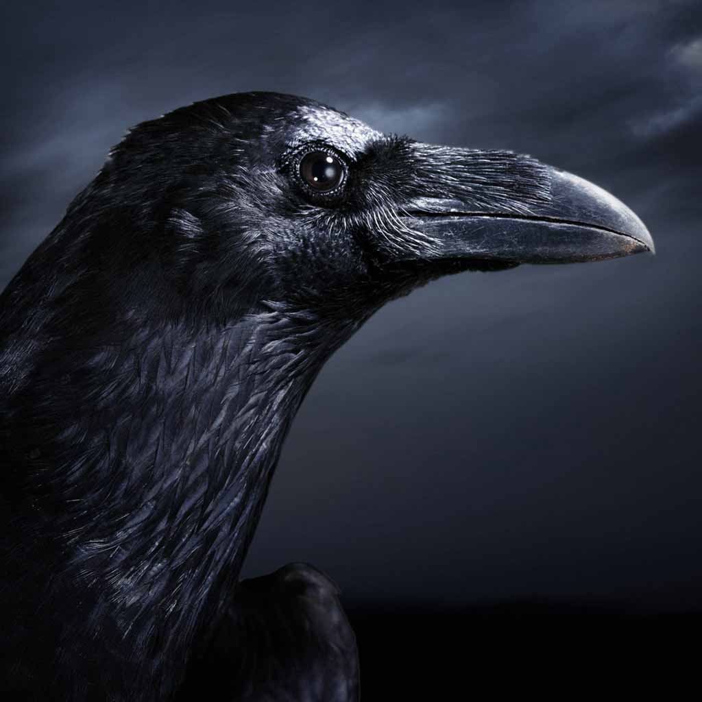 HD Wallpaper Pics Crow