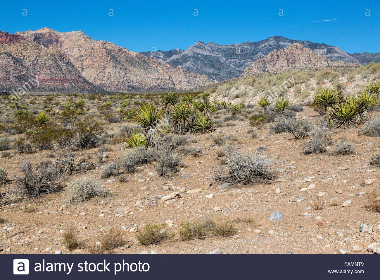 Red Rock Canyon Nevada Mojave Yucca In Middle Keystone Thrust