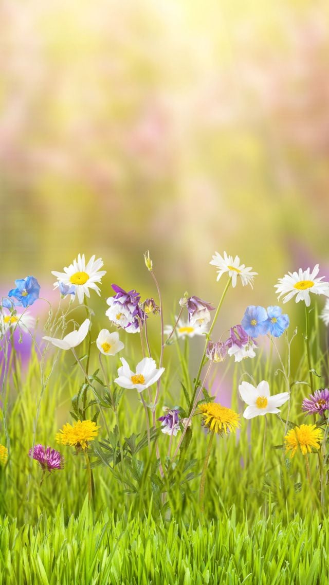 Free download Wallpaper flower 5k 4k wallpaper field spring Nature 11599  [640x1138] for your Desktop, Mobile & Tablet | Explore 65+ Spring Flower  Wallpapers | Spring Flower Wallpaper, Spring Flower Wallpaper Backgrounds,