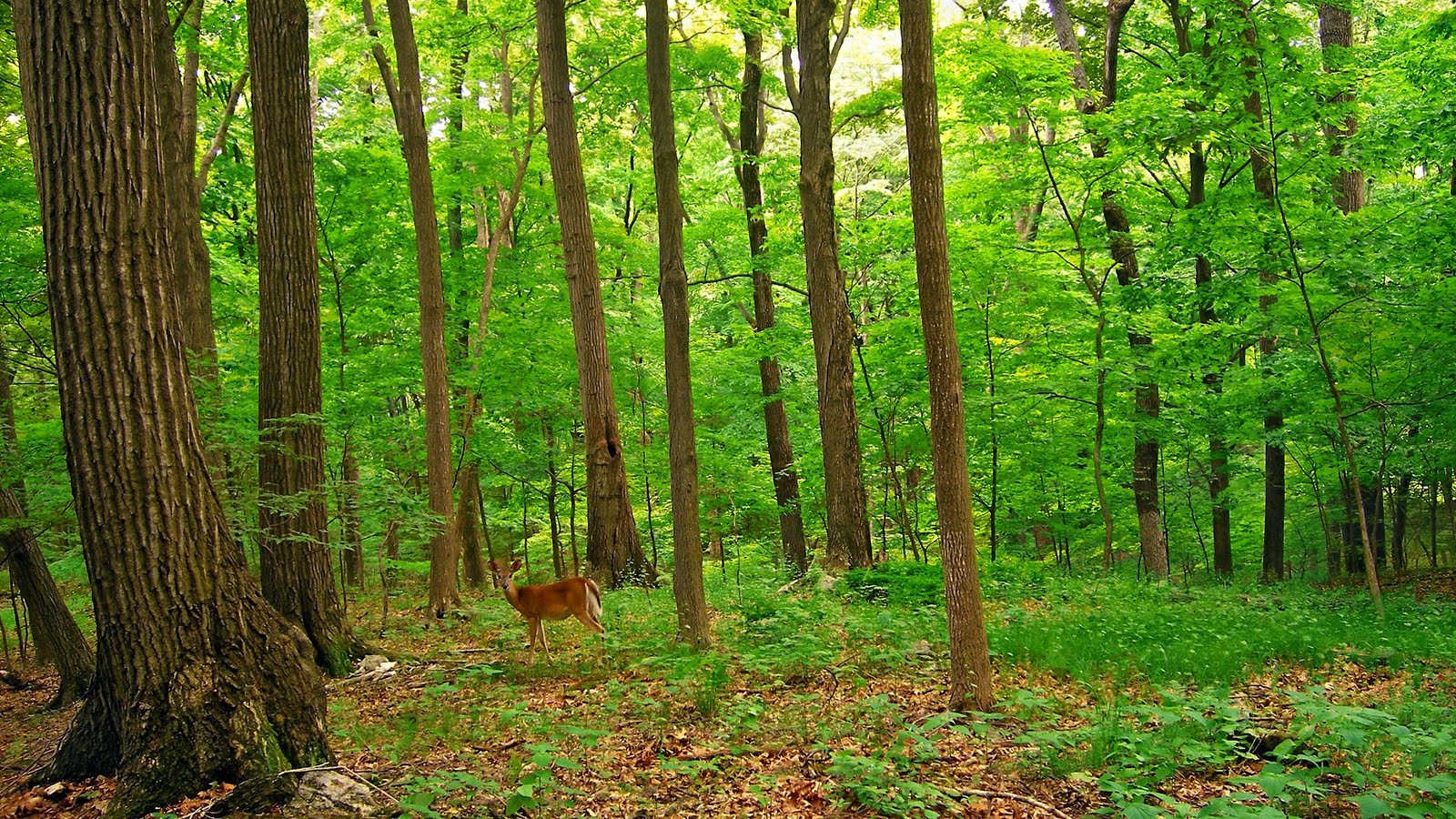 Wallpaper For Desktop Hdtv 1080p Deer In The Forest