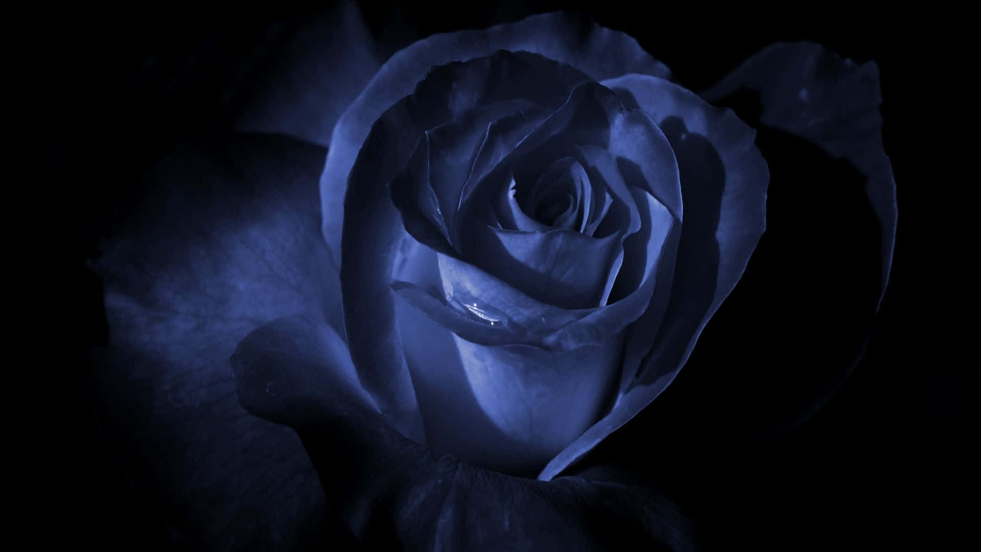 Dark Blue Rose Abstract Wallpaper