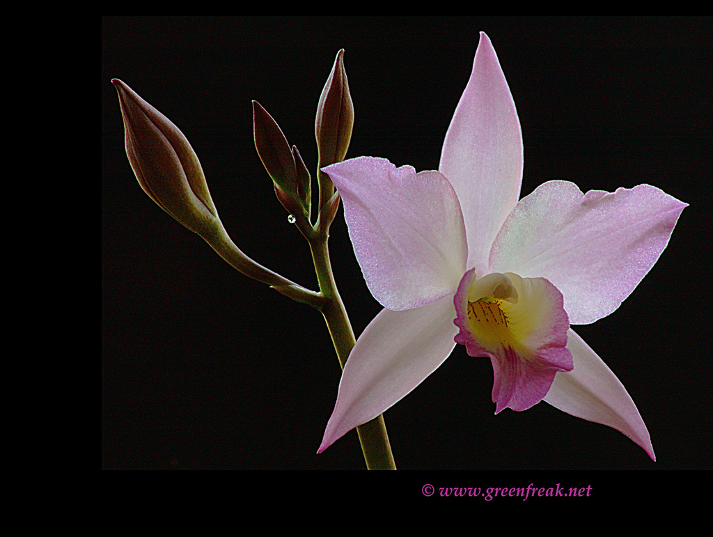 Orchid Desktop Wallpaper Weddingdressin