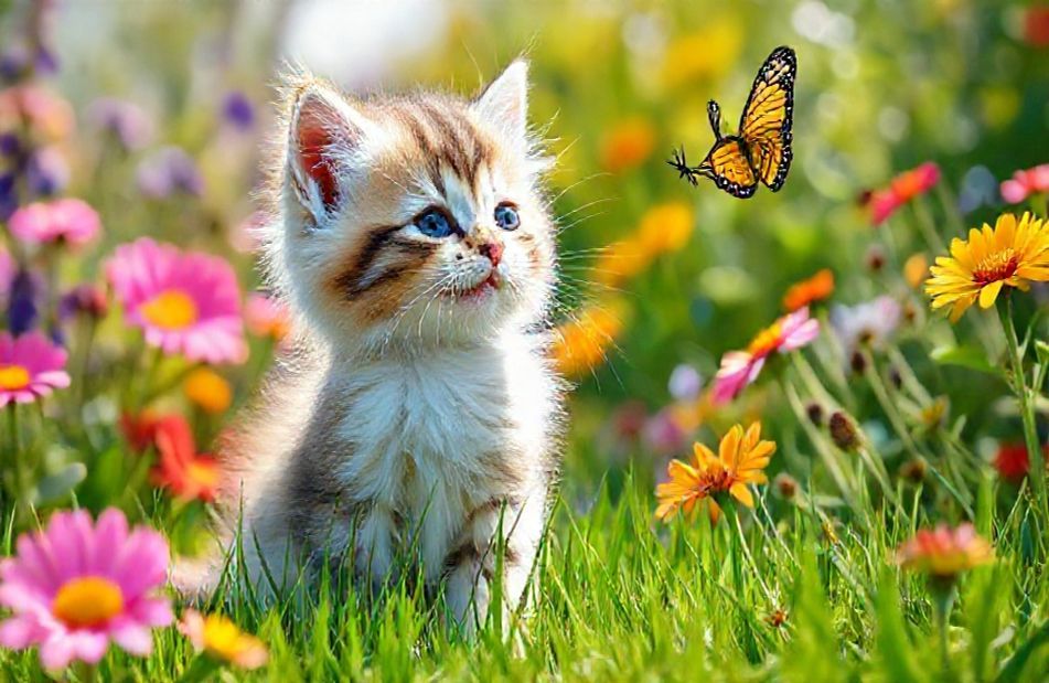 Cute Kitty Wallpaper