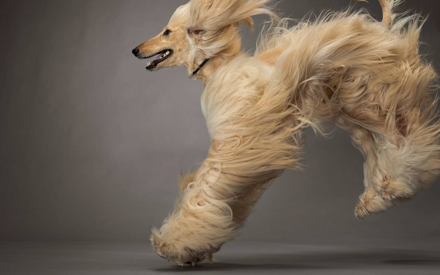 Beautiful Running Afghan Hound Photo And Wallpaper