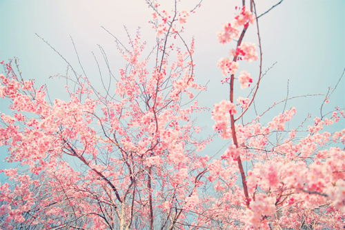Cherry Blossom Tree On