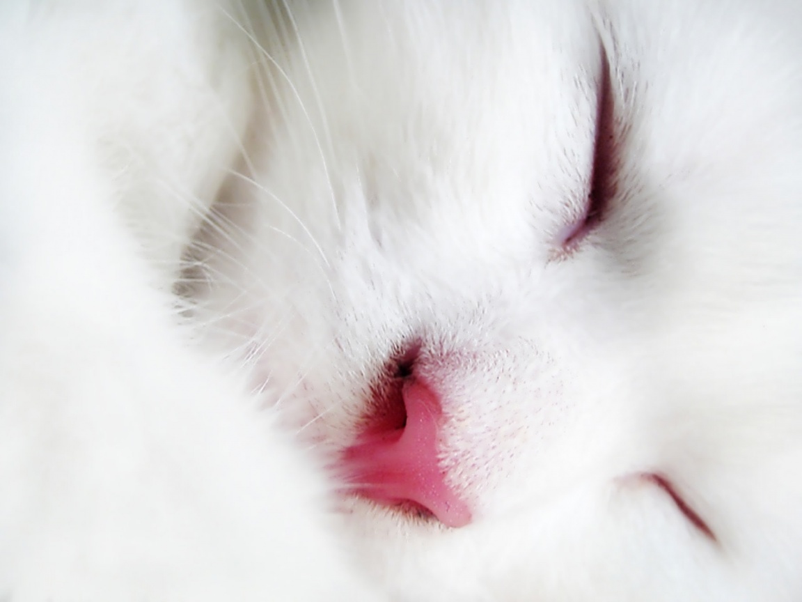 Image For Beautiful White Cute Cat Pictures Photos