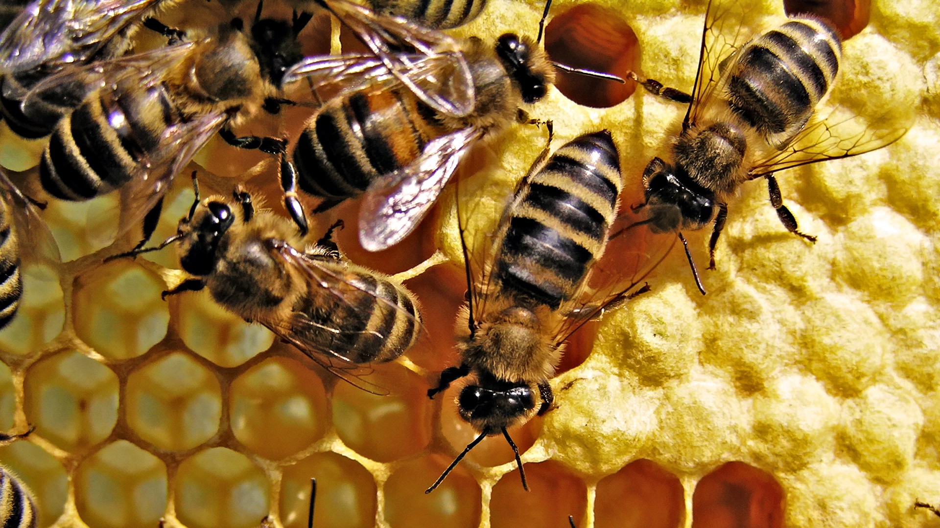 Honey Bees Wallpaper
