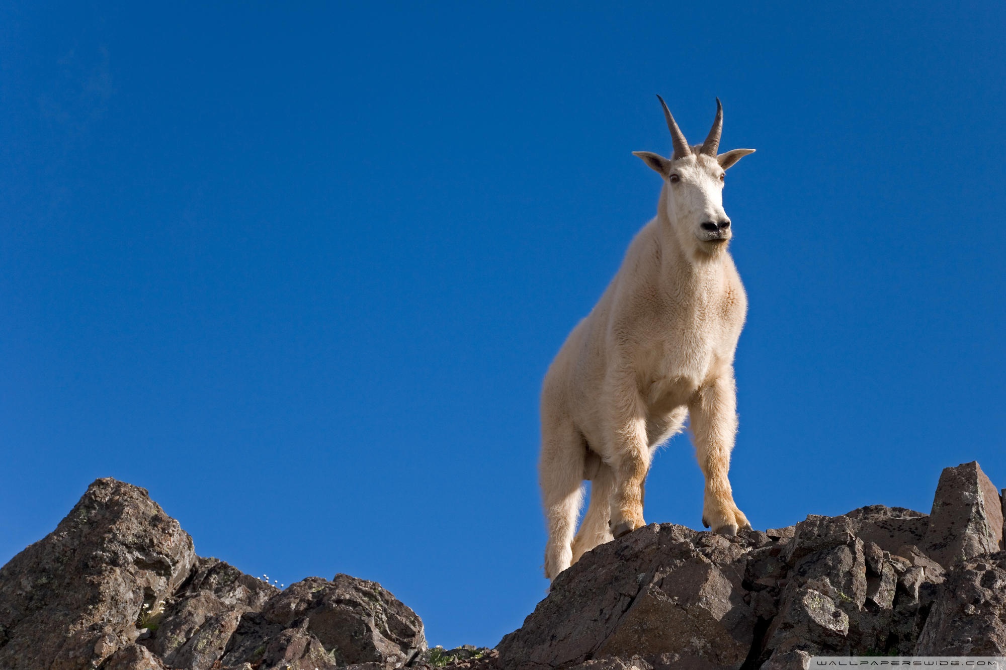 Goat Photography Wallpaper Animal Desktop Background