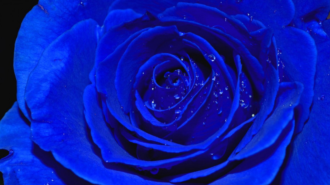 Pics Photos Blue Rose Close Up Wallpaper Plant Desktop