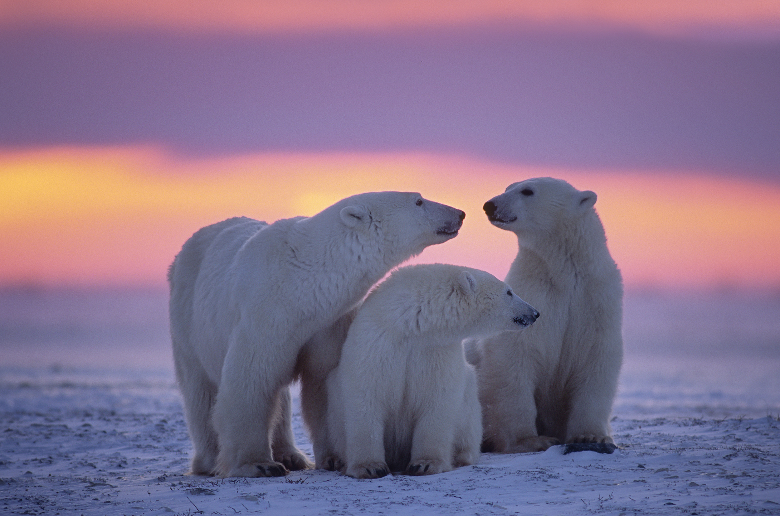 Polar Bear Family Wallpaper HD Animals 4k Image Photos And