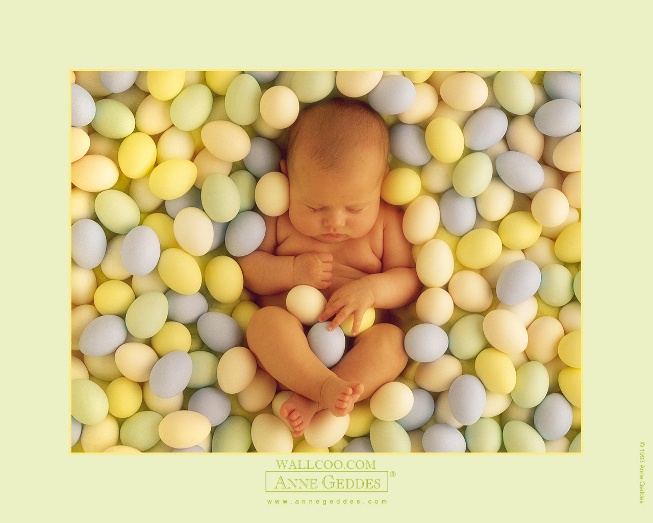 Anne Geddes Baby Photography Newborn