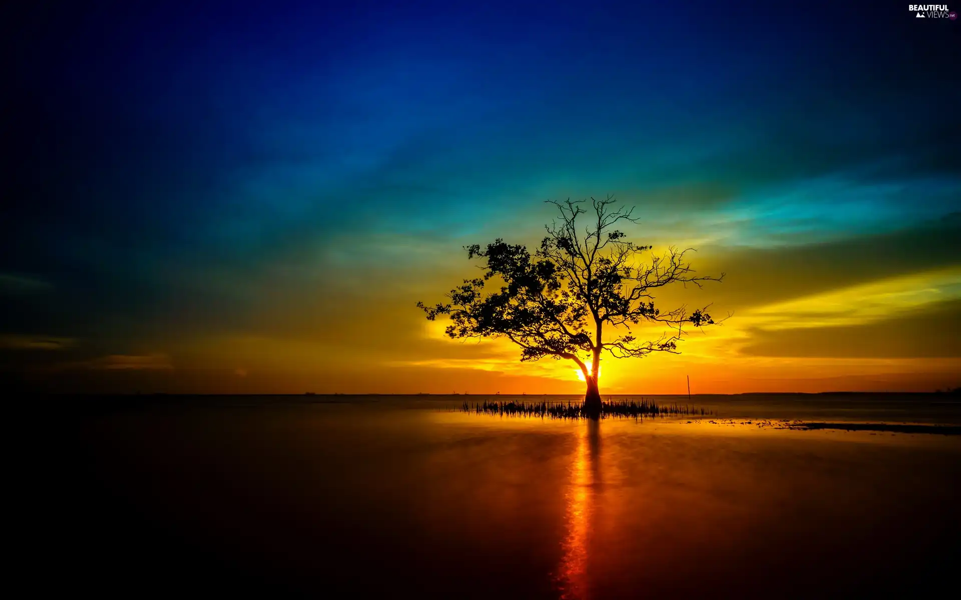 Great Sunsets Trees Wallpaper
