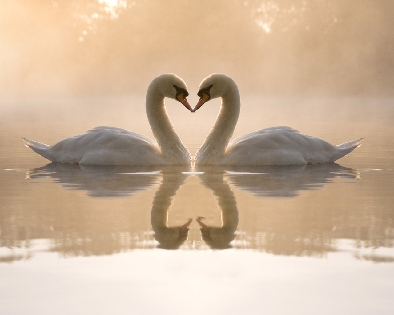 Cute Love Swan Desktop Wallpaper HD