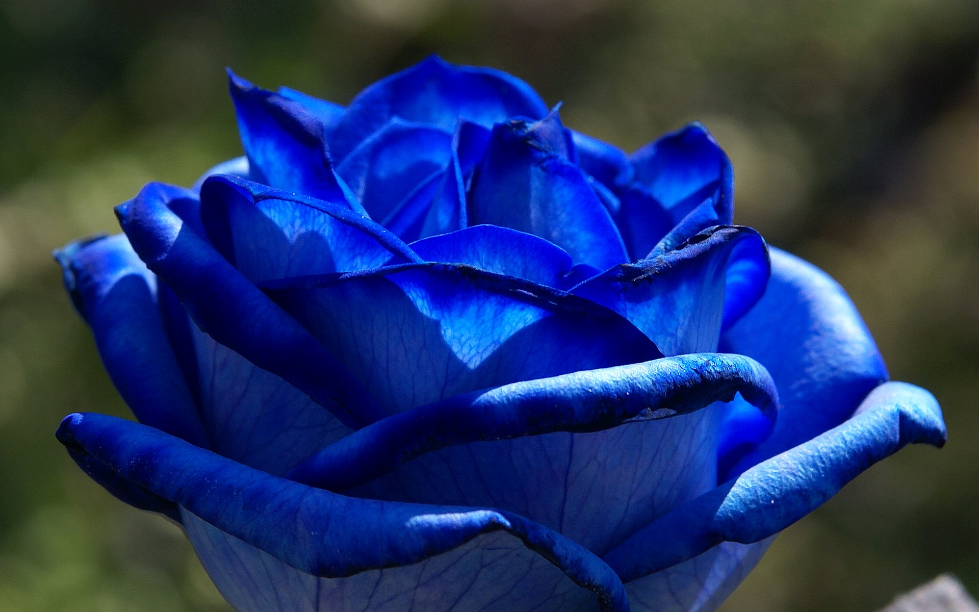 Blue Roses Photos And Wallpaper