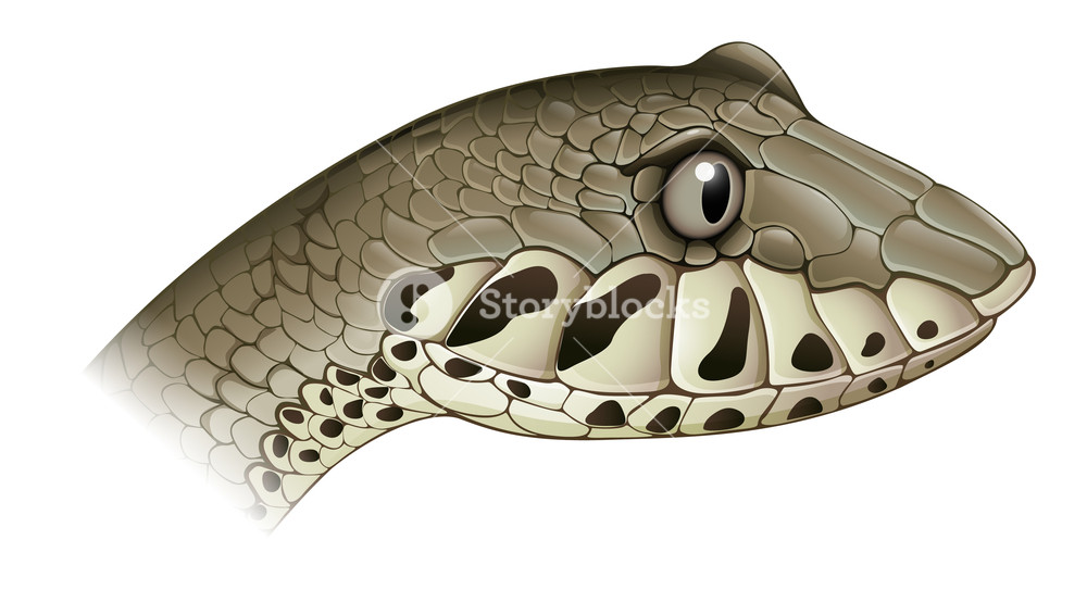 Illustration Of A Death Adder On White Background Royalty