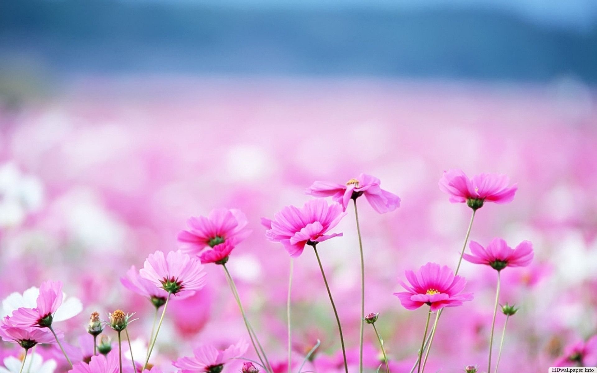 Cute Flower Pictures Download - Free Download Image Detail For Cute Flower Wallpaper 1680x1050