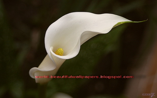Beautiful Wallpaper Calla Lily Flowers