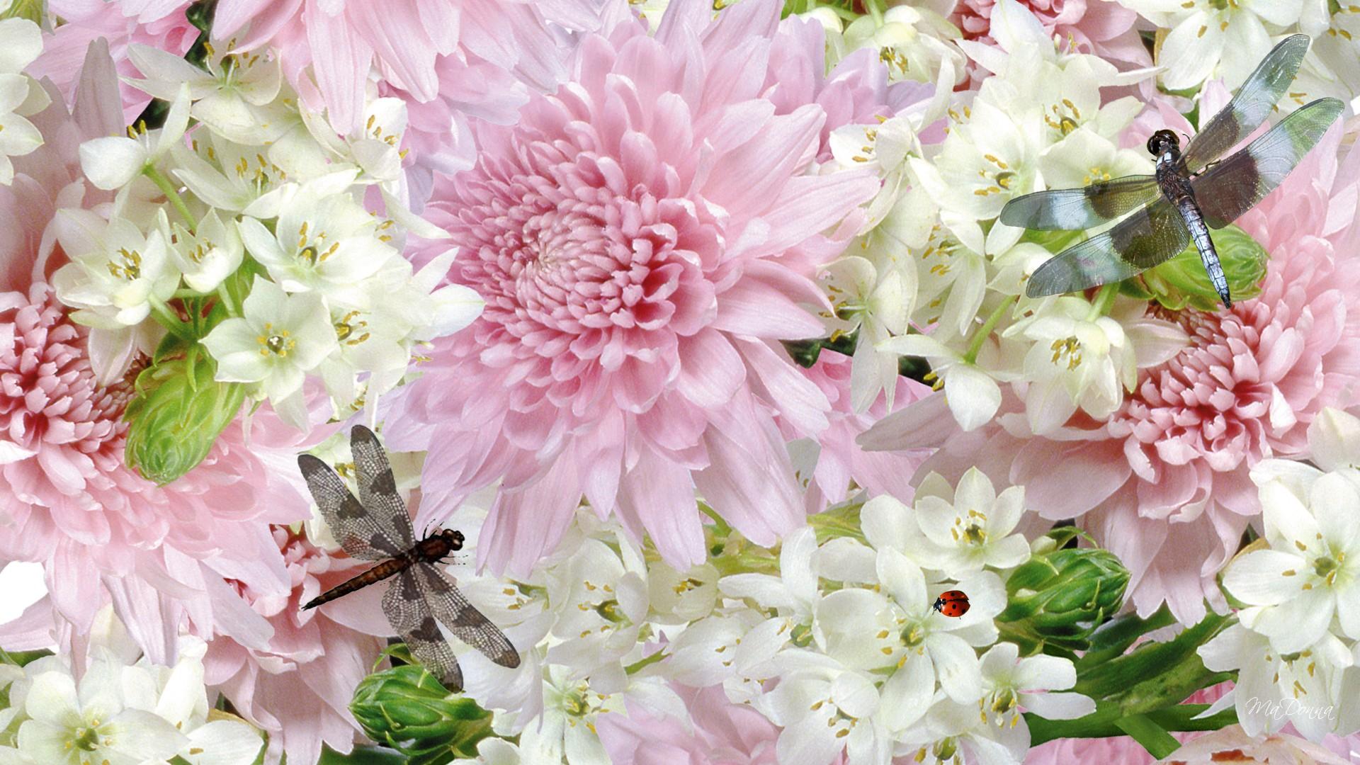 Dragonfly With Pink And White Flower High Quality Wallpaper