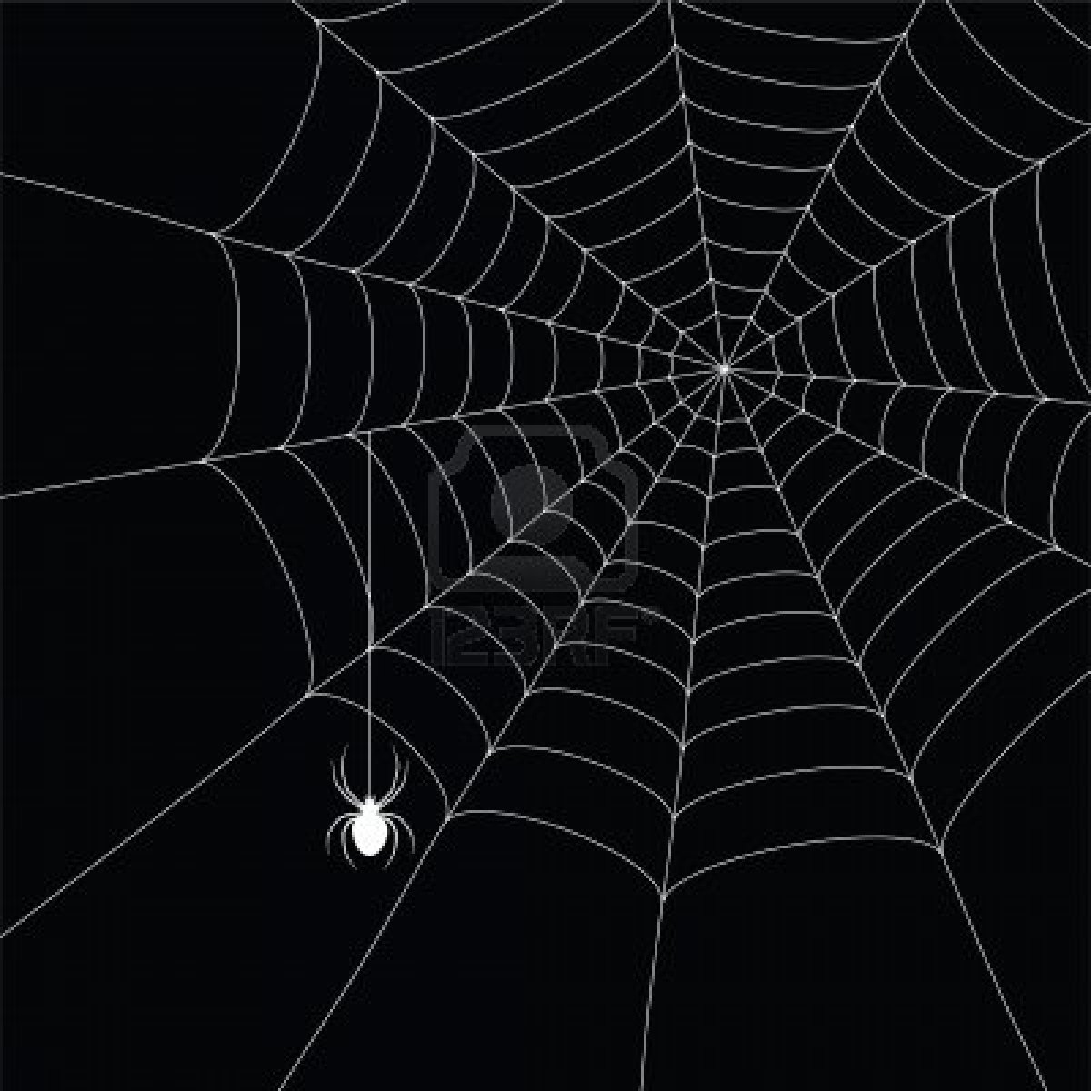 White Spider And Web Isolated On The Black Background