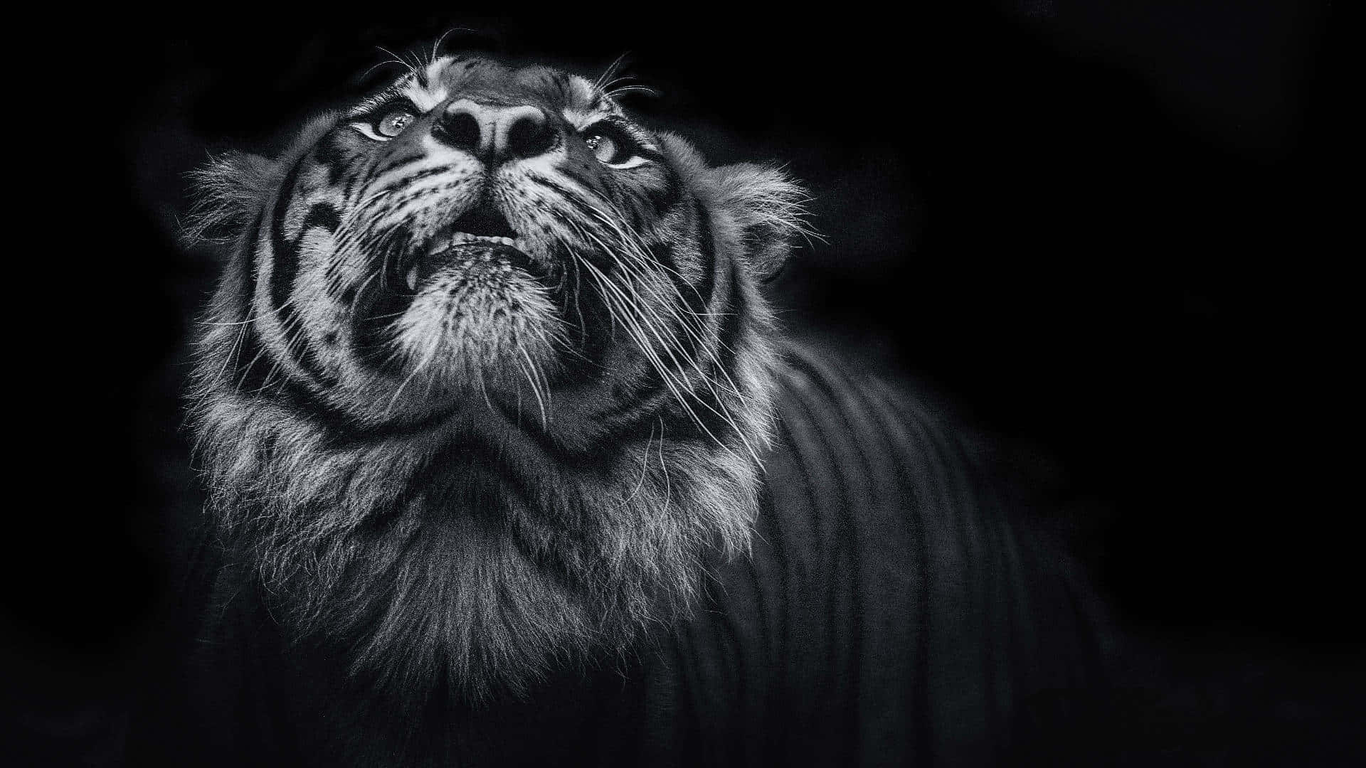 Dark Animals Wallpaper