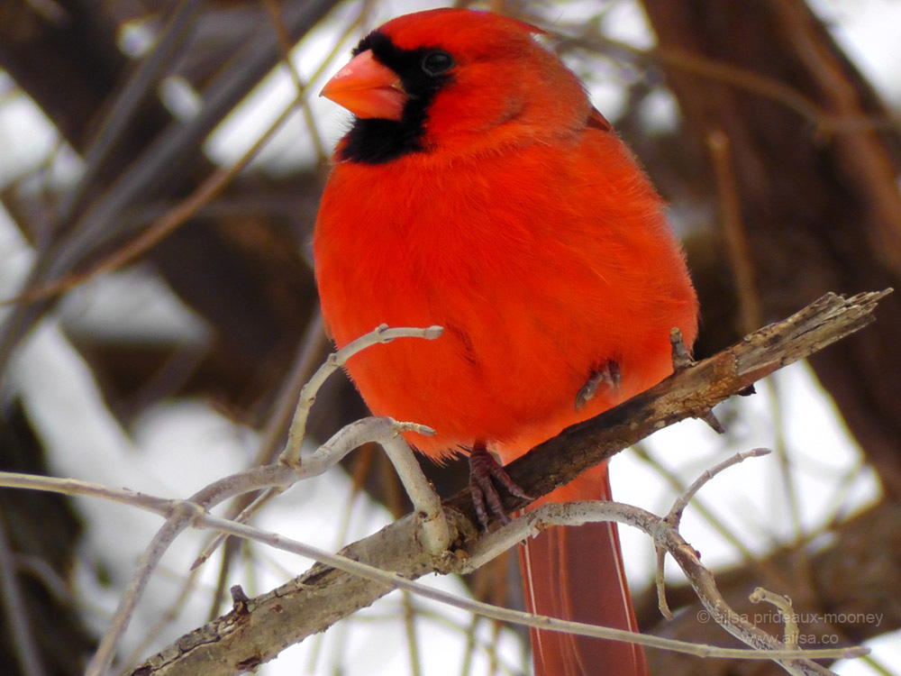 Pin Cardinal Snow Wallpaper Bird And Pictures For Desktop
