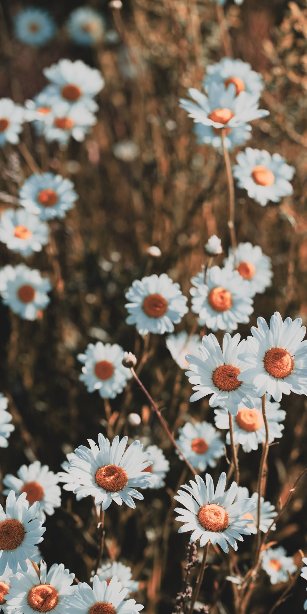 Daisy Aesthetic Wallpaper